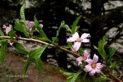 Prunus jacquemontii